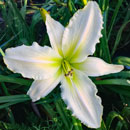 Heavenly Ice Queen Daylily